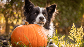 A Border Collie rests in the shade with their head on an orange pumpkin