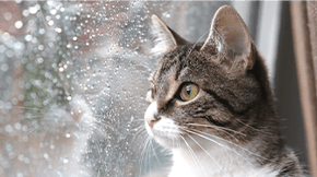 A cat looking through a window which is speckled with raindrops