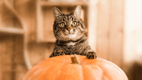 A cat emerges from behind a pumpkin with its paws on the top