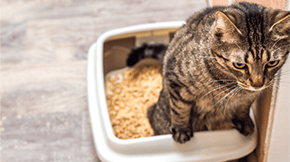 A tabby cat using the litter box