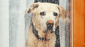 A Labrador looks out of a window - it's clearly raining