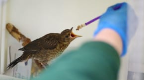 A bird receiving food from a specialist