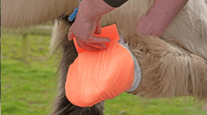 A horse having its hoof bandaged