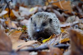 A hedgehog in autumn leaves