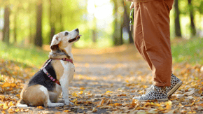 A dog out for a walk