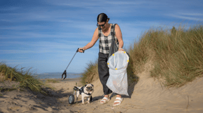 A pug with rear leg assisting wheels in on a beach litter pick