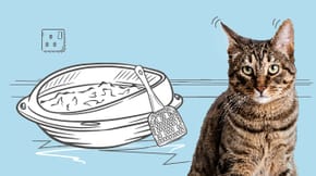 A bashful looking cat next to an illustrated litter tray