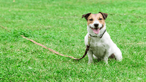 A Jack Russell Terrier on a lead, in the grass