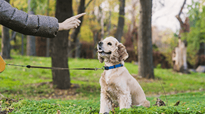 Picture of a dog being trained