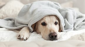 A Labrador under a grey blanket