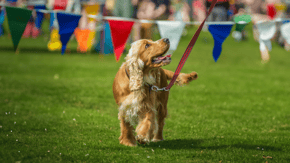 A Spaniel walks on a lead in a field with bunting in the background