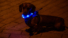 A small dog wearing a light up collar