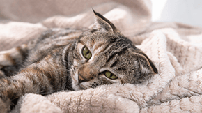 A tabby cat, cozy on a blanket