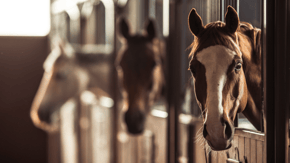 3 horses poking their heads out of their stables