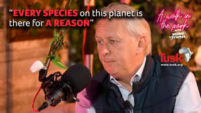 A walk in the park podcast with Tusk