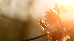 A honey bee hard at work in the evening sun