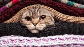 A cats face emerged from between a stack of blankets