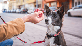 A dog waiting patiently to receive a treat