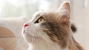A long haired cat looking upwards