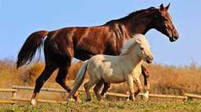A horse and a pony in a field