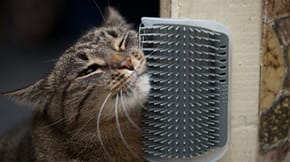 A cat rubs its face against a grooming brush on a corner