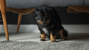 A puppy sits nervously under a sofa