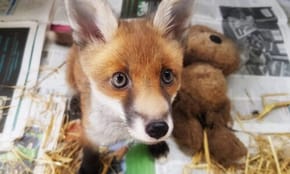 A fox cub