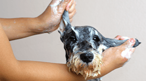 A grey dog in covered in soapy subs and having their ears washed