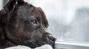A dark brown dog gazes out the window on an overcast day