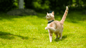 A playful cat on a grassy lawn