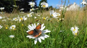 A wildflower meadow with a butterfly on a flower