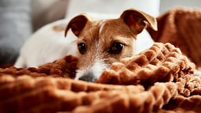 A Jack Russell Terrier on a copy orange blanket