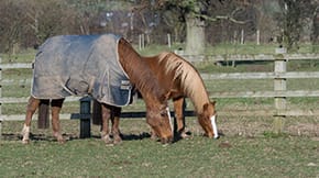 Two chestnut horses grazing in a field, one is wearing a rug.