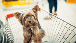 A small dog in a shopping trolley