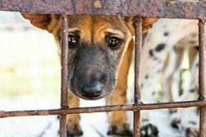 A dog looks out from a cage