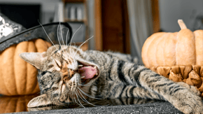 A cat yawns and stretches between pumpkins