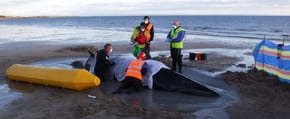 British Divers Marine Life Rescue workers help a beached animal