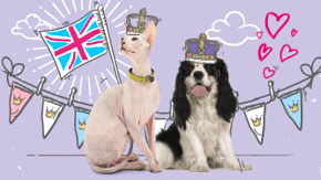 A dog and cat have illustrated crowns and Union Jack flags around them
