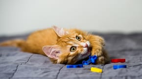 A young ginger cat plays with alphabet fridge magnets