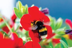 A Bumblebee in a flower
