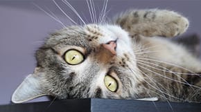 A cat flopped over looking lovingly towards the camera