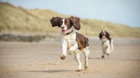 2 Spaniels running on the beach