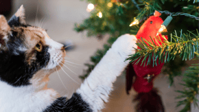 A cat taps at the decorations on a Christmas tree