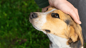 A dog receives a pat on the head