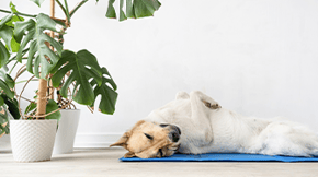 A dog stretches out on an exersise mat next to a Monstera houseplant