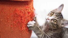 Cat scratching furniture