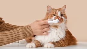 Cat getting its teeth cleaned