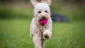 Cockapoo running in a garden