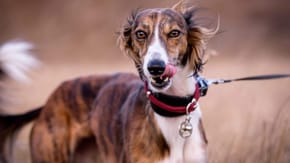 A thin, long haired dog, licking their lips whilst the wind blows their hair