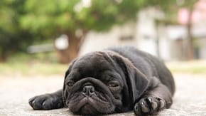 Sleeping brown dog